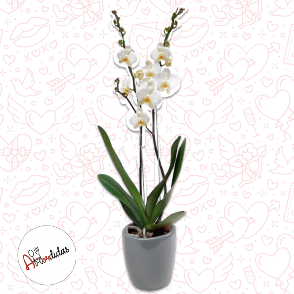 Orquídeas  a Domicilio Fusagasuga  – Dos varas