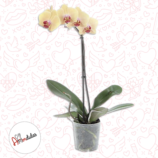 Orquídea a Domicilio Fusagasuga  – Una vara
